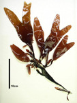 オオバツノマタ　生標本写真