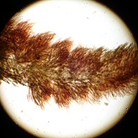 ランゲリア　顕微鏡拡大写真