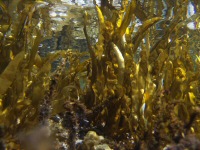 ホソクビワタモ　生態水中写真
